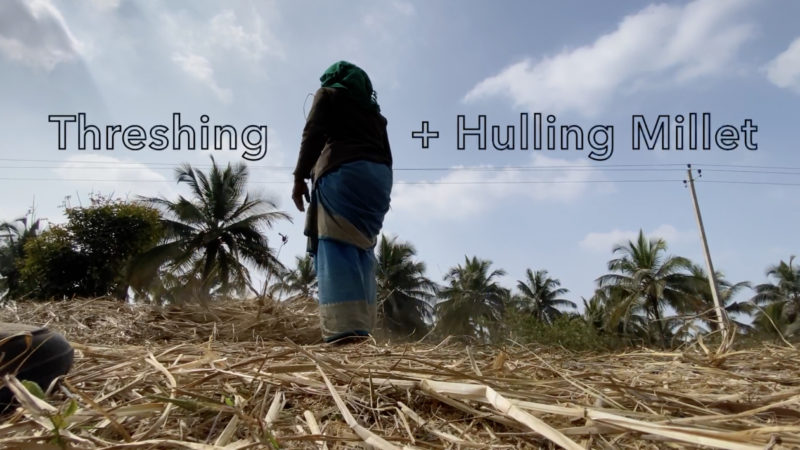 Threshing + Hulling Millet